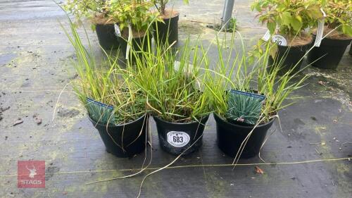 3 CALAMAGROSTIS 'AVALANCHE' GRASS