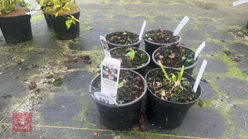 6 MIXED PLAMTS