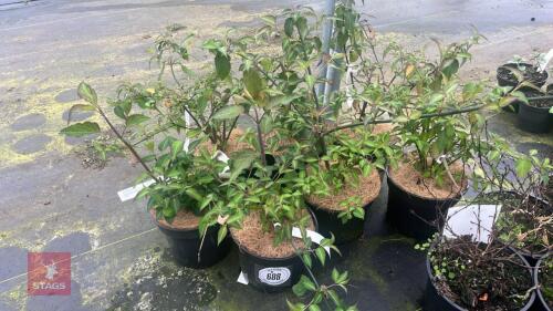 7 LEYCESTERIA FORMOSA HONEYSUCKLES