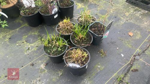 6 MIXED GRASSES