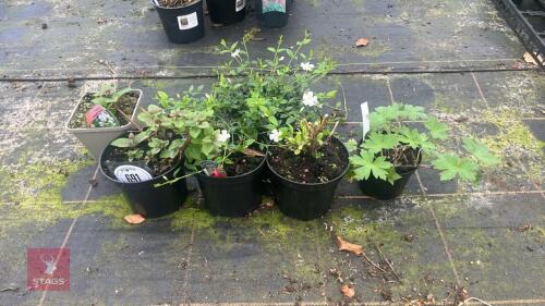 6 MIXED PLANTS