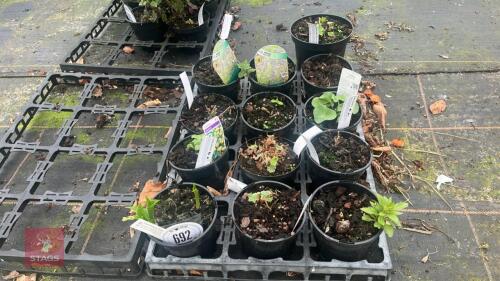 12 MIXED PLANTS