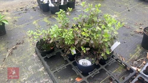 7 SALVIA HOTLIPS PLANTS