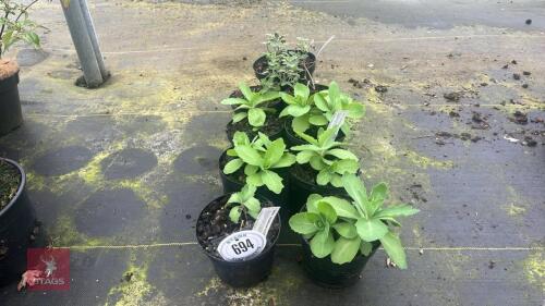 9 MIXED PLANTS