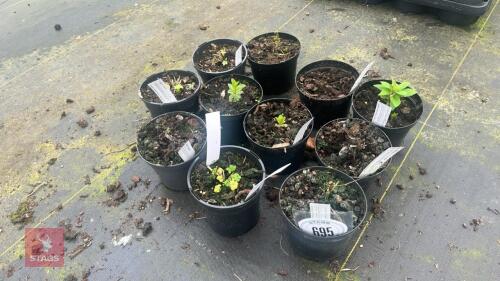 11 MIXED PLANTS