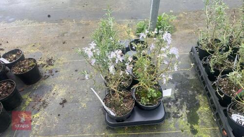 4 ROSEMARY 'MISS JESSOPPS UPRIGHT'