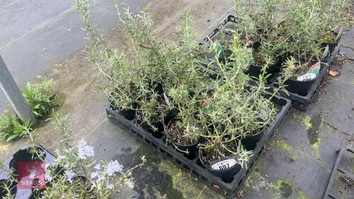 8 ROSEMARY OFFICINALIS PLANTS