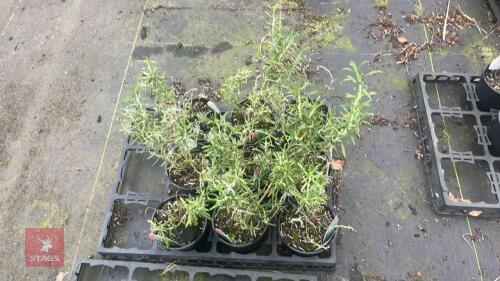 9 ROSEMARY OFFICINALIS PLANTS