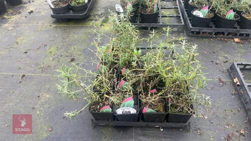 13 ROSEMARY OFFICINALIS PLANTS