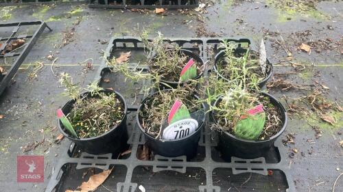 5 ROSEMARY OFFICINALIS PLANTS