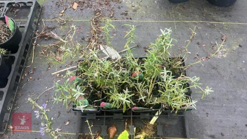 8 ROSEMARY OFFICINALIS PLANTS