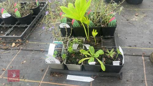 7 MIXED PLANTS