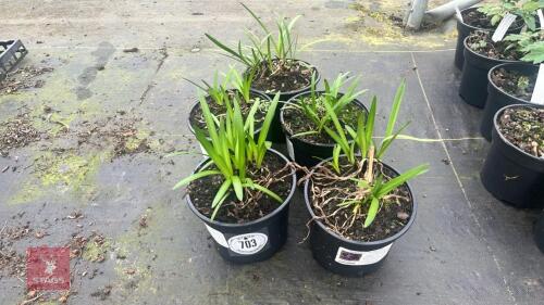 5 AGAPANTHUS NORTHERN STAR