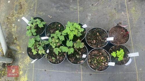 10 MIXED PLANTS