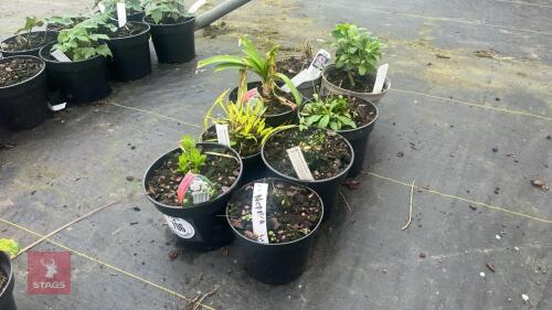 8 MIXED PLANTS