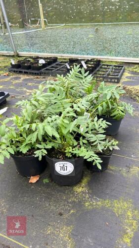 10 VALERIANA OFFICINALIS PLANTS