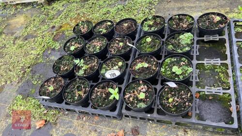 21 ALCHEMILLA MOLLIS PLANTS