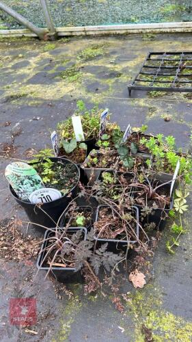13 ASSORTED PLANTS