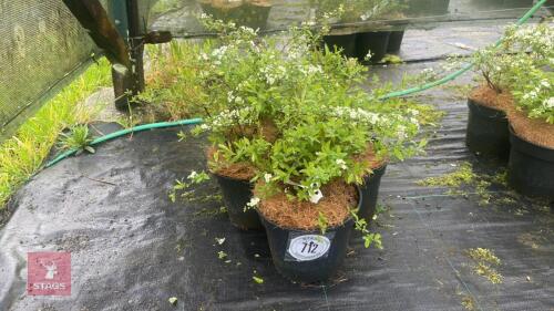 5 SPIRAEARGUTA SHRUBS