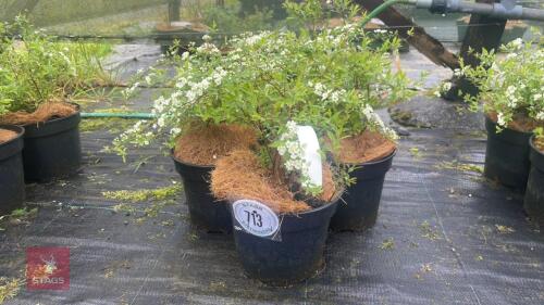 5 SPIRAEARGUTA SHRUBS