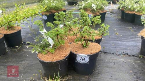 5 POTENTILLA FRUTICOSA 'PINKY BEAUTY'