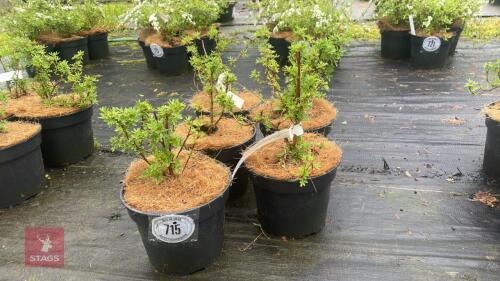 5 POTENTILLA FRUTICOSA 'PINKY BEAUTY'