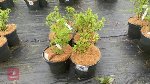 6 POTENTILLA FRUTICOSA 'PINKY BEAUTY'