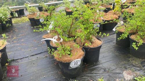 5 SPIRAEA NIPPONICA 'SNOWMOUND'