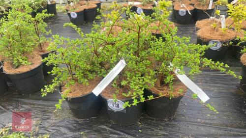 5 SPIRAEA NIPPONICA 'SNOWMOUND'