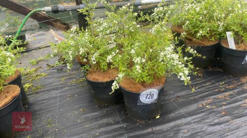5 SPIRAEA ARGUTA SHRUBS