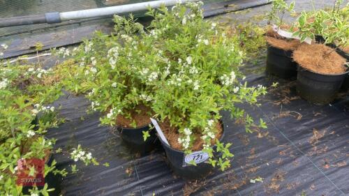 5 SPIRAEA ARGUTA SHRUBS