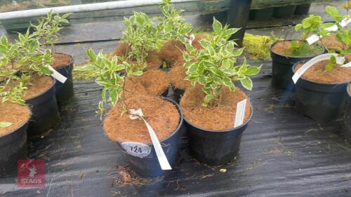 6 WEIGELA FLORIDA VARIEGATA