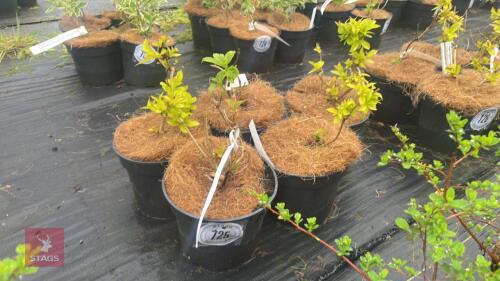 5 WEIGELA 'BRIANT RUBIDOR'