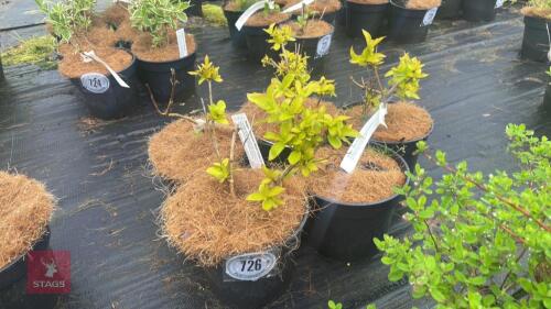 5 WEIGELA 'BRIANT RUBIDOR'