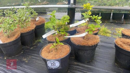 5 MIXED WEIGELA SHRUBS