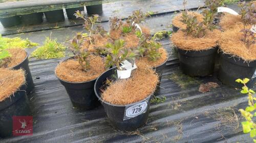 5 WEIGELA FLORIDA 'FOLLIS PURPURIS'