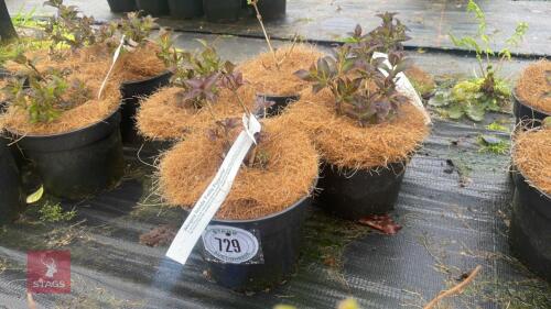 5 WEIGELA FLORIDA 'FOLLIS PURPURIS'