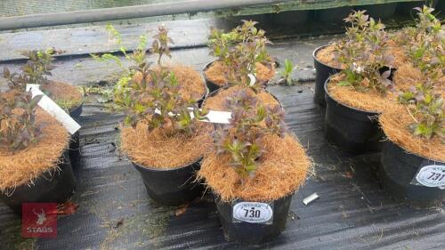5 WEIGELA FLORIDA 'FOLLIS PURPURIS'