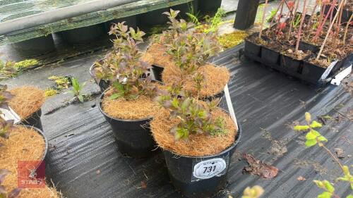 5 WEIGELA FLORIDA 'FOLLIS PURPURIS'
