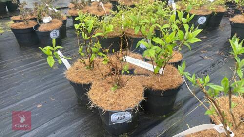 5 DEUTZIA 'TORBILLION RED' SHRUBS