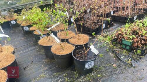 5 PHILADELPHUS VIRGINAL SHRUBS
