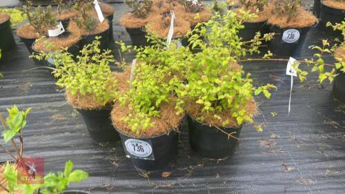 5 KOLKWITZIA AMABILIS 'PINK CLOUD'
