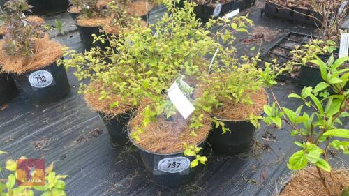 4 KOLKWITZIA AMABILIS 'PINK CLOUD'