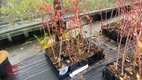 20 LIQUIDAMBAR STYRACIFLUA ROOT STOCK
