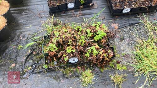 12 STRAWBERRY PLANTS