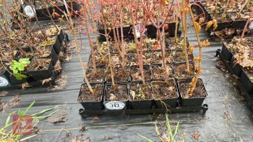 20 LIQUIDAMBAR STYRACIFLUA ROOT STOCK