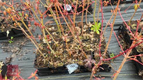 20 LIQUIDAMBAR STYRACIFLUA ROOT STOCK