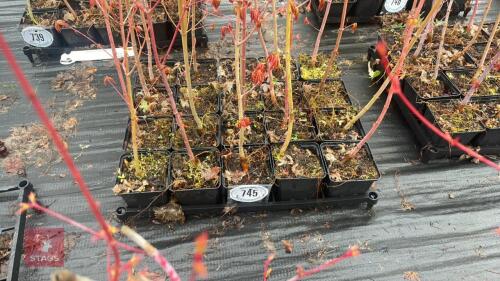 20 LIQUIDAMBAR STYRACIFLUA ROOT STOCK
