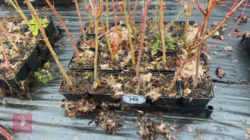 20 LIQUIDAMBAR STYRACIFLUA ROOT STOCK
