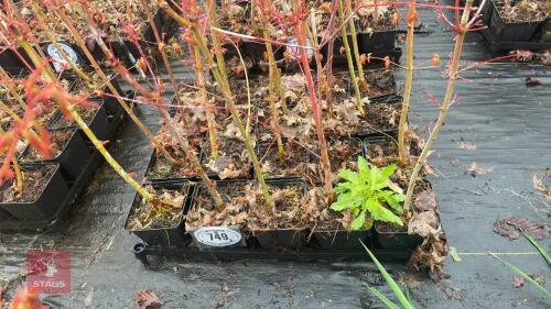 20 LIQUIDAMBAR STYRACIFLUA ROOT STOCK